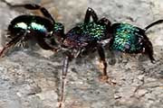 Greenhead Ant (Rhytidoponera metallica) (Rhytidoponera metallica)
